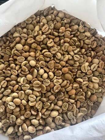 Manila, Food, New Crop Arabica Coffee Beans/green Coffee ROBUSTA COFFEE BEANS/ Robusta Export Quality