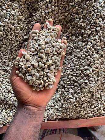 Manila, Food, New Crop Arabica Coffee Beans/green Coffee ROBUSTA COFFEE BEANS/ Robusta Export Quality