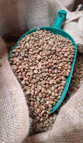 Manila, Food, New Crop Arabica Coffee Beans/green Coffee ROBUSTA COFFEE BEANS/ Robusta Export Quality