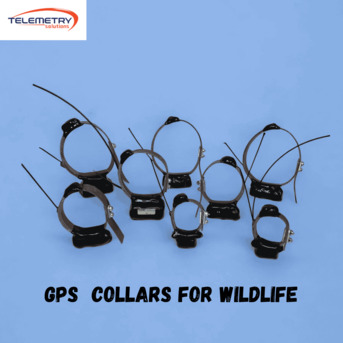 San Francisco, Business, Accurate Animal Tracking With GPS Collars For Wildlife Research