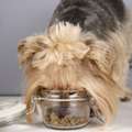 INR 1000, Wet Dog Food For Puppies | The Pet Project
