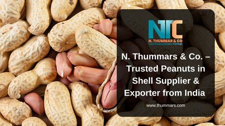Ahmedabad, Food, Peanuts In Shell Supplier & Exporter From India &ndash; N. Thummars & Co.