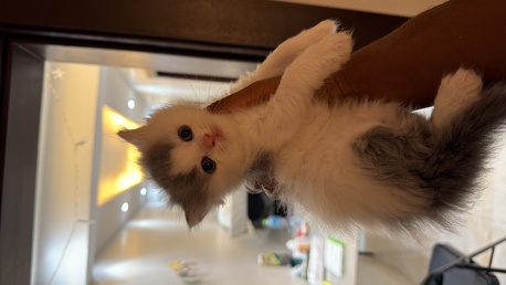 Riyadh, Pet Adoption, Kittens For Adoption
