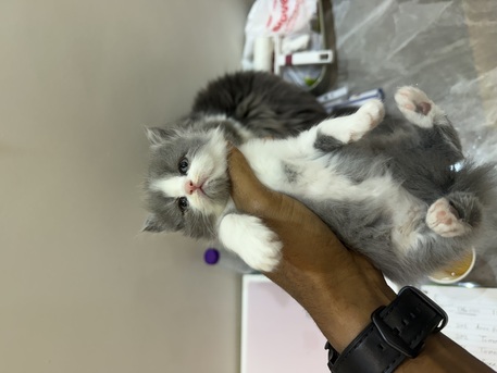 Riyadh, Pet Adoption, Kittens For Adoption