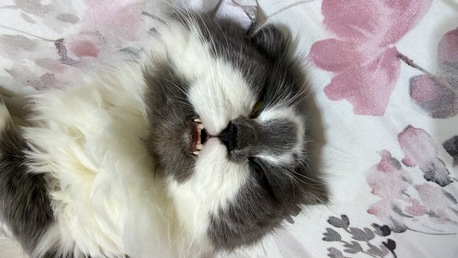 Riyadh, Pet Adoption, Kittens For Adoption