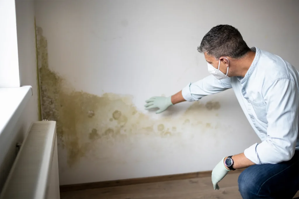 New York, Cleaning, Mold Removal Company In Libby, MT - Mold Cleanup Services
