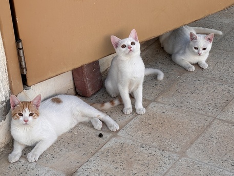Yanbu, Pet Supplies, Three Lovely Cats For Free Sale