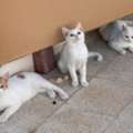 Three Lovely Cats For Free Sale
