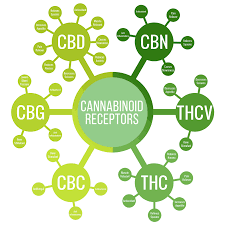 Tbilisi, Business, CBD Pouches In Charlotte NC &ndash; Tobacco-Free Nicotine Alternative At Hemp & Barrel