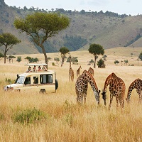 New York, Travel, Kenya Wildlife Migration Safari