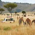 Kenya Wildlife Migration Safari