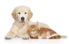 New York, Health, Expert Spay And Neuter Services In Greeley