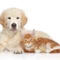 Expert Spay And Neuter Services In Greeley