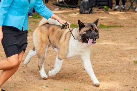 Jaipur, Pet Sitting, Dog Training Service In Jaipur