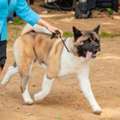 Dog Training Service In Jaipur