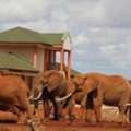 Tsavo East Safari For Chartered Tourists