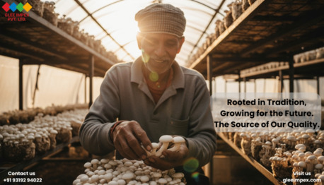 Noida, General, Best Mushroom Exporter In India &ndash; Premium Quality Mushroom Export By Glee Impex