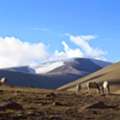 Discover Ladakh&rsquo;s Hidden Gem- Trekking In Markha Valley