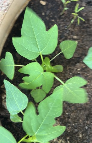 Manama, Farm & Garden, All Types Of Seedlings - Papaya 3 Weeks Old