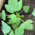 All Types Of Seedlings - Papaya 3 Weeks Old