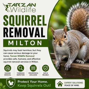 Mississauga, Pest Control, Squirrel Removal Milton