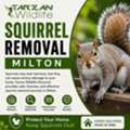 Squirrel Removal Milton