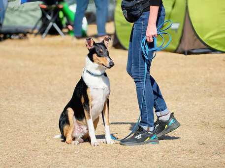Noida, Pet Sitting, Dog Training Service In Noida