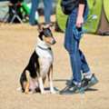 Dog Training Service In Noida
