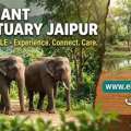 Discover Jaipur’s Most Ethical Elephant Sanctuary