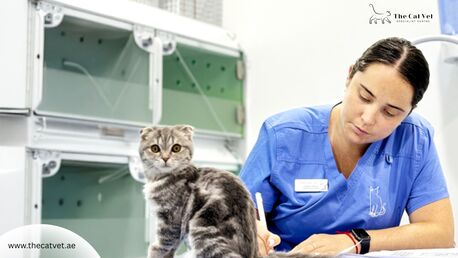 Dubai, Pet Sitting, Expert Cat Ophthalmologist In Dubai | Advanced Eye Care For Cats