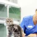 Expert Cat Ophthalmologist In Dubai | Advanced Eye Care For Cats