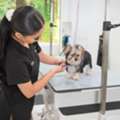 USD 55,  Grooming Packages For Dogs In USA | Premium Pet Spa & Care