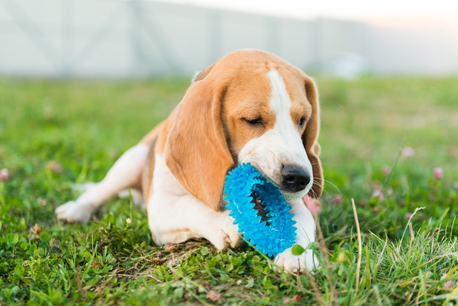 San Francisco, Pet Sitting, Interactive Cat Toys & Cat Teething Toys | Cat Toys Near Me &ndash; Pet Toys Hub