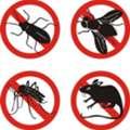 Looking For Reliable Pest Control In Dubai With Al Falak?