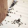 Need A Trusted Ant Control Company Near You In Dubai By Al Falak?