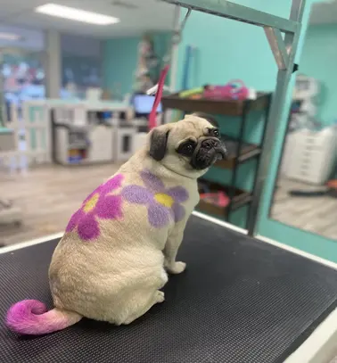 New York, Pet Sitting, Professional Dog And Cat Grooming In Nederland, TX
