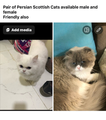 Jubail, Pet Supplies, SAR 100,  Pair Of Scottish Persian Cats Available For Adoption