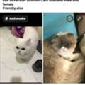 SAR 100,  Pair Of Scottish Persian Cats Available For Adoption