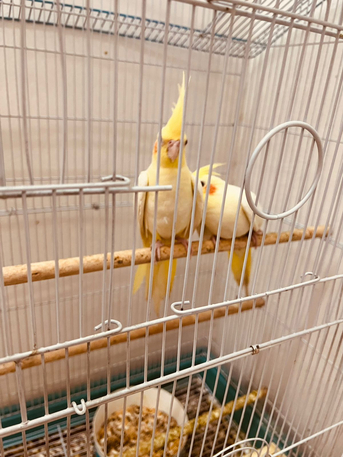 Riyadh, Pet Supplies, SAR 1,  Pair Of Cocktail Parrot