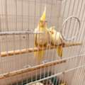 SAR 1,  Pair Of Cocktail Parrot