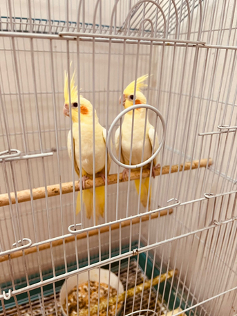 Riyadh, Pet Supplies, SAR 1,  Pair Of Cocktail Parrot