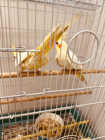 Riyadh, Pet Supplies, SAR 1,  Pair Of Cocktail Parrot
