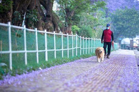 Noida, Pet Sitting, Dog Walkers In Noida