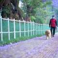 Dog Walkers In Noida