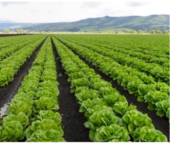 Mumbai, Farm/Garden, CISB Gardening And Landscaping Services &ndash; Expert Garden Care