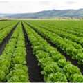 CISB Gardening And Landscaping Services &ndash; Expert Garden Care