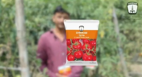 Mumbai, Farm/Garden, Shriram 1616 Tomato Seeds &ndash; High Yield Hybrid Variety