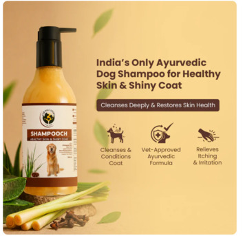 Gurgaon, Pet Sitting, Your Dog Notices The Difference Before You Do.