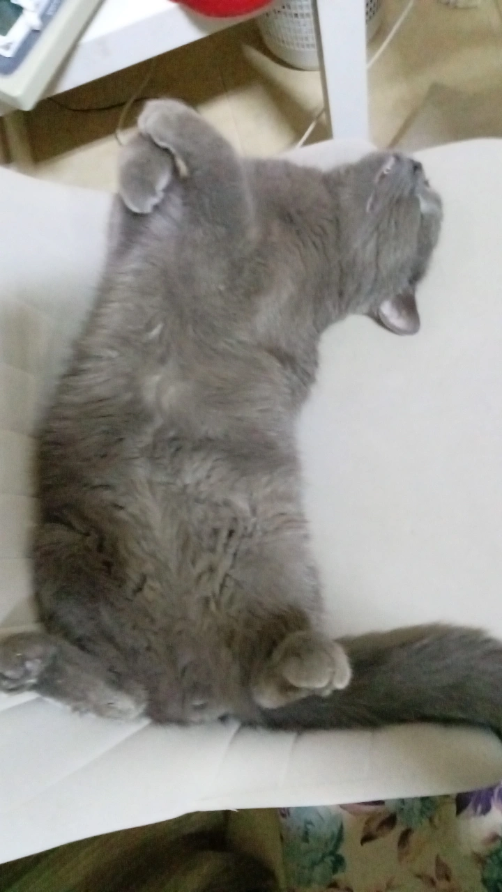 Riyadh, Pet Supplies, Hybrid British Short Hair+Persian For Adoption With Litter And Litter Box