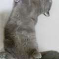 Hybrid British Short Hair+Persian For Adoption With Litter And Litter Box